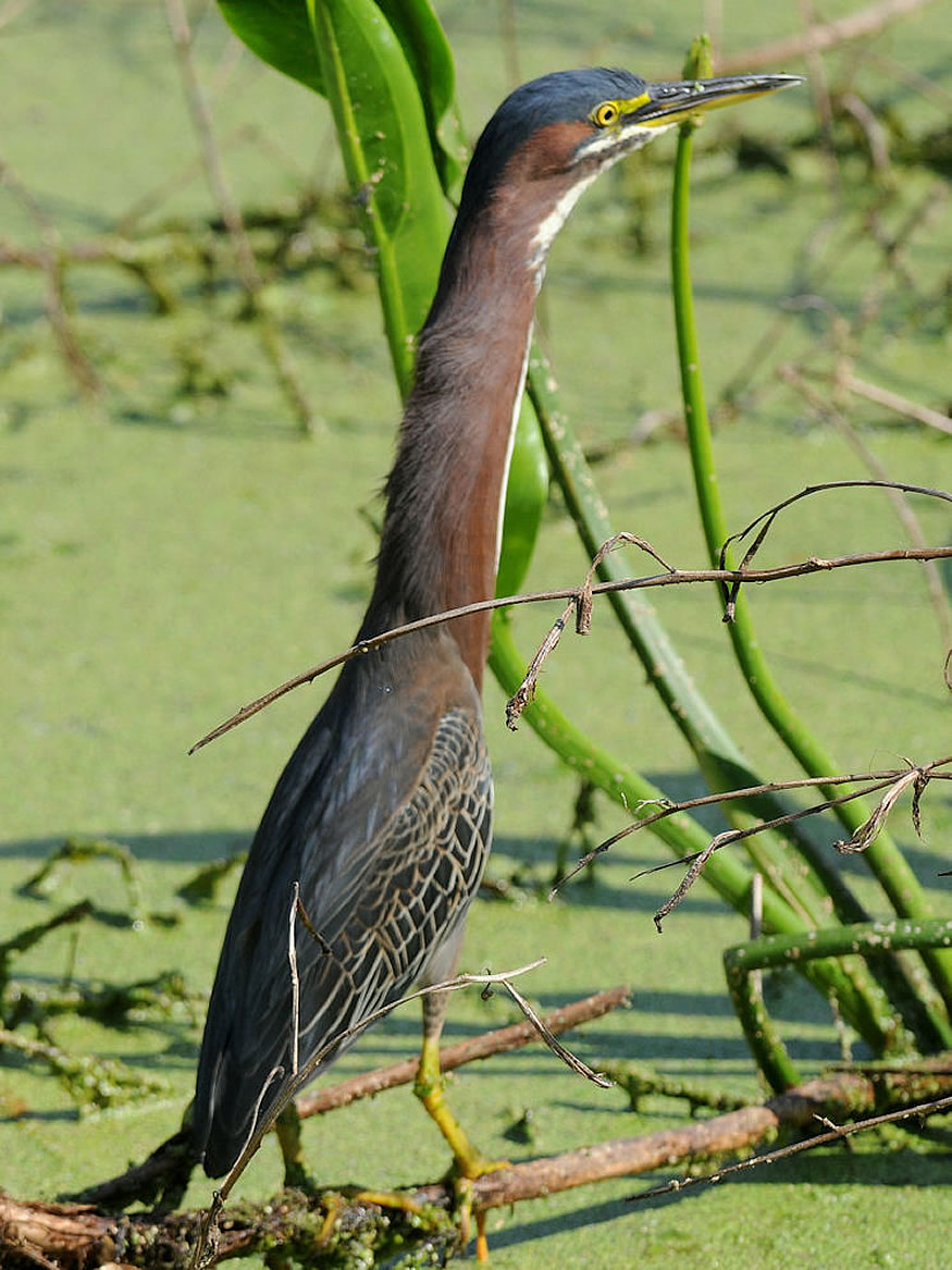 garza-verde2