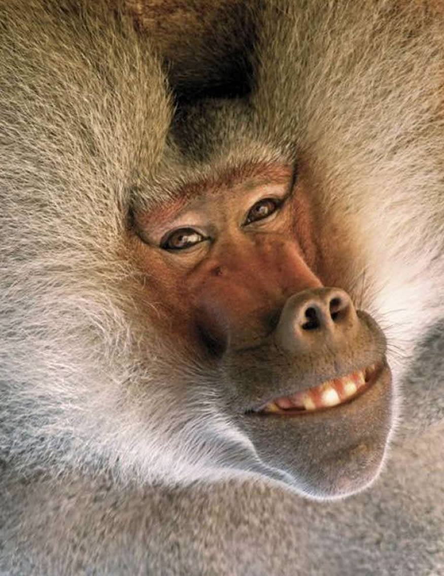 babuino-meme-rie