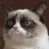 Grumpycat