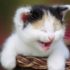 GATITOFELIZ