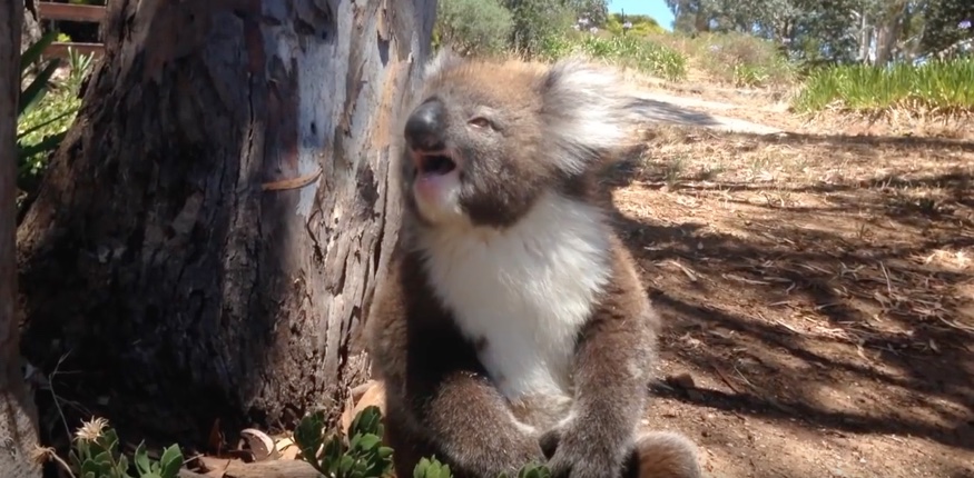 koala-llorat