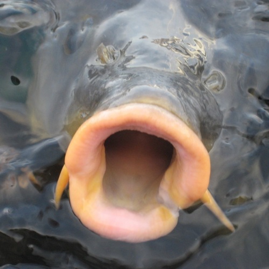 Рыбка открывает рот. Губастая рыба. Рыба губошлеп. Рыба открыла рот.