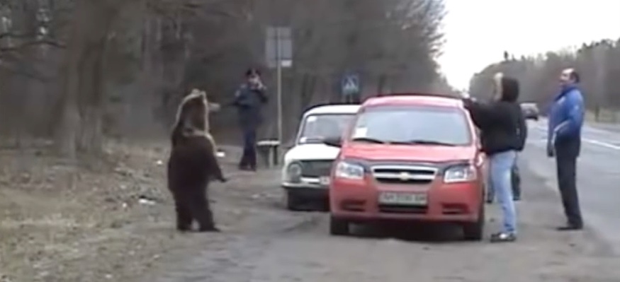rusos-vs-osos1