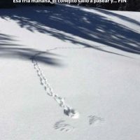 El cuento del conejito