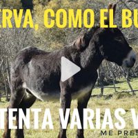 El arte del troleo