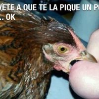 A lo literal