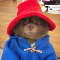 Mi perro es Paddington IRL